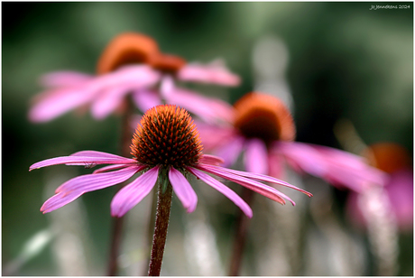 Echinacea purpurea