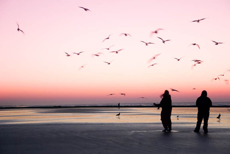 meeuwen voederen aan zee