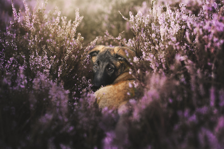 Een en al onschuld in de paarse heide
