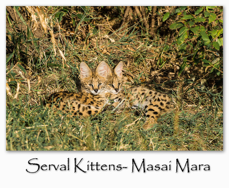 Serval kittens in de Masai Mara