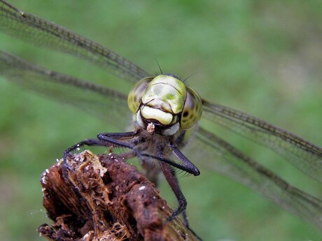 Libelle