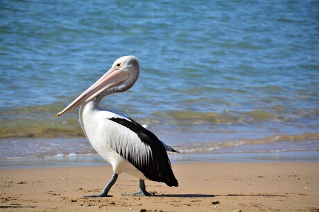 Hervey Bay