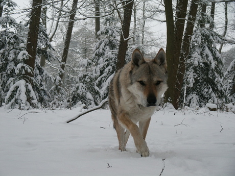 Tsjechoslowaakse wolf