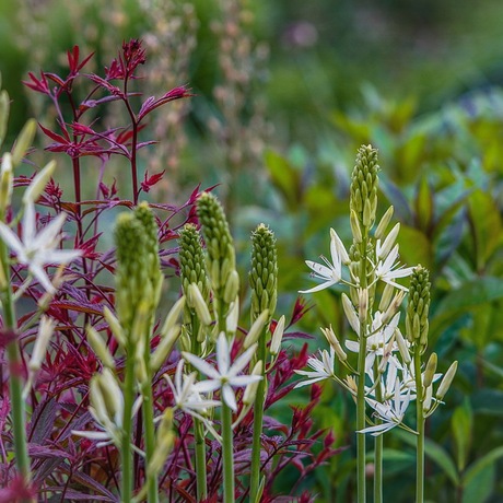 Camassia en Gillenia 