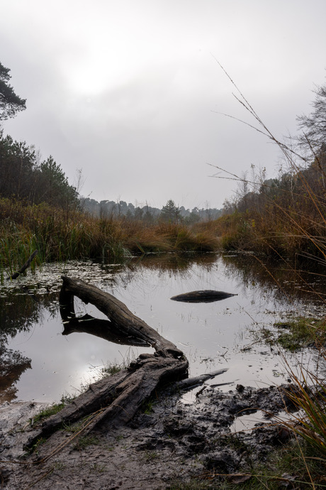 Waterig zonnetje