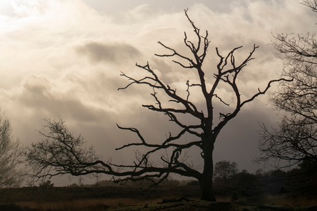 Boom kampina