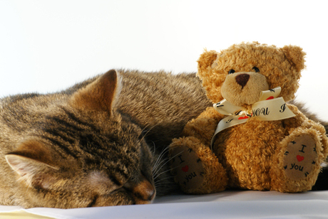 Kat & teddybeertje