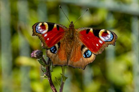 natuur 