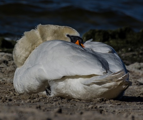 Sleeping swan