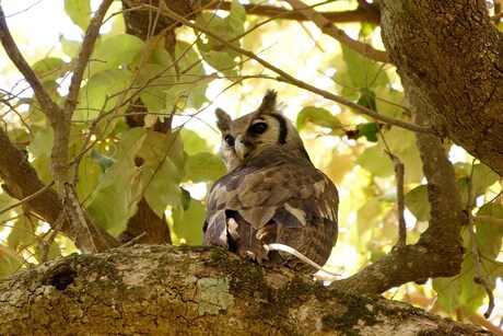 verreaux,s eagle owl