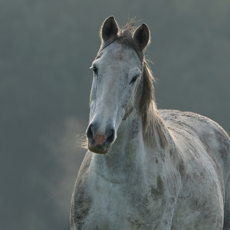 Paard