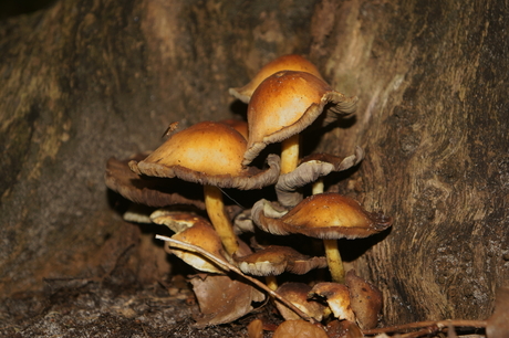 Paddenstoelen