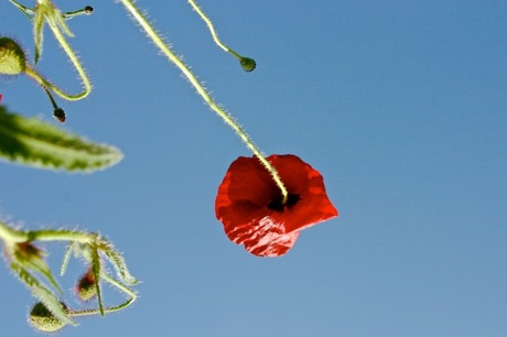 Uitzicht van het gras