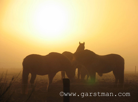 PaardenWeide2