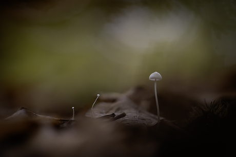 kleinst, kleiner, klein...