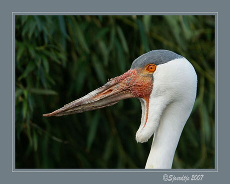 Vreemde Vogel