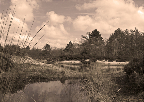 Vennetje duinen Schoorl