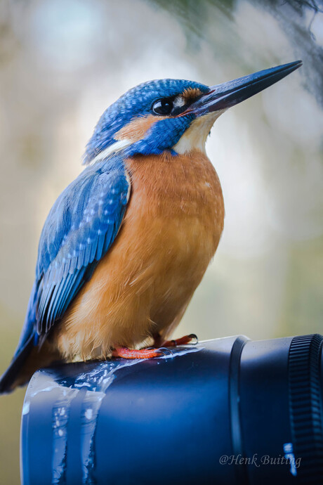 Ijsvogel zit OP mij lens.