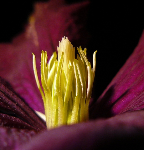 stamper van een bloem van een klimplant