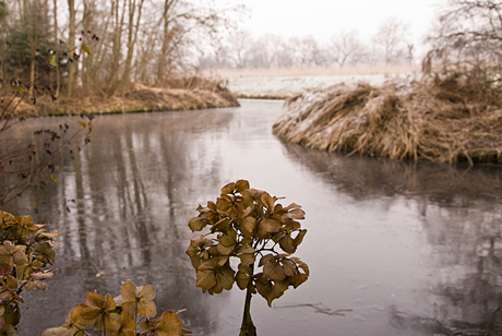 Winters plaatje vanuit de tuin