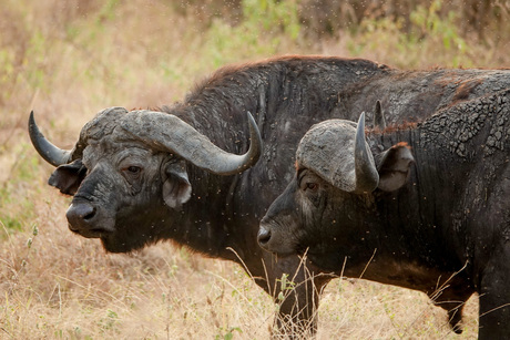 Waterbuffelduo