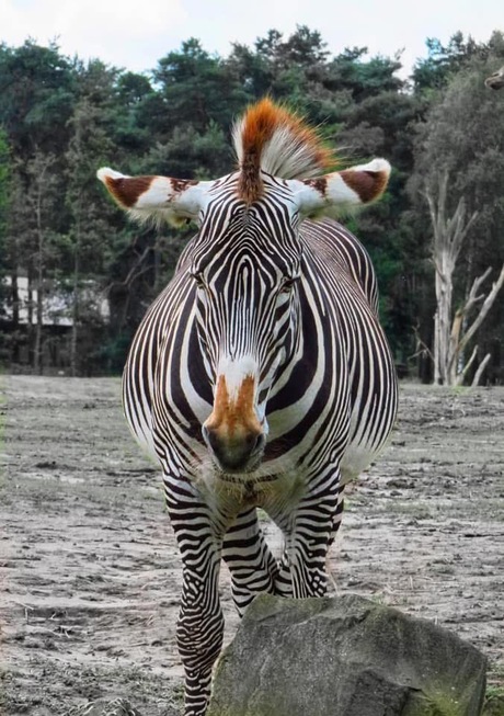 Zebra Beekse Bergen