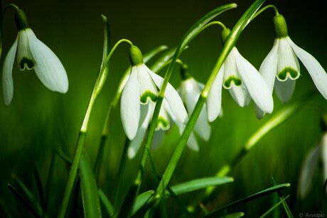 Sneeuwklokjes in de zon