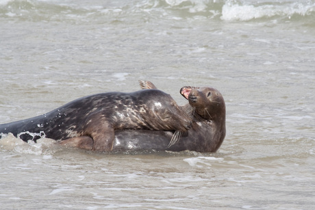 Spelende Grijze zeehonden