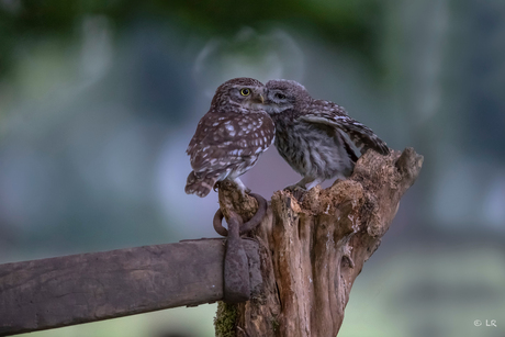 Feeding time