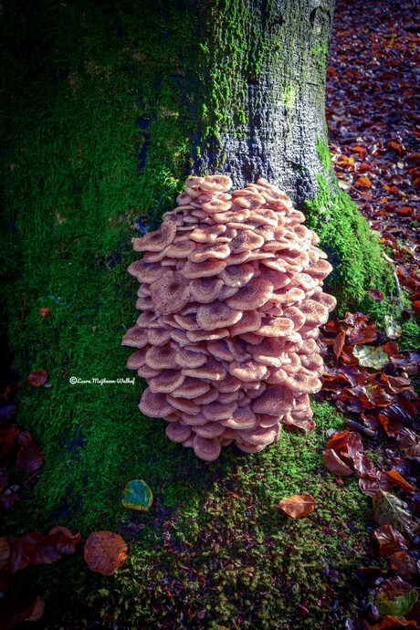 Gewone oesterzwam Paddenstoelen 