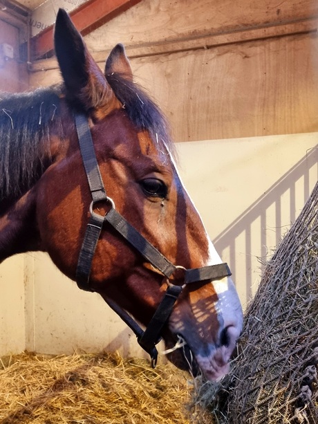 paard