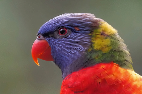 Close up van Regenbooglori