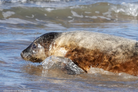 Zeehonden vrijlating door stichting A Seal Stellendam