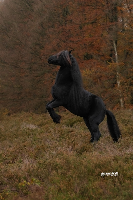 Fries paard in de herfst