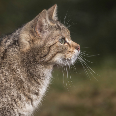 portret wilde kat