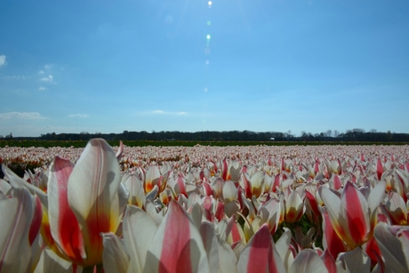 Wit-roze tulpen