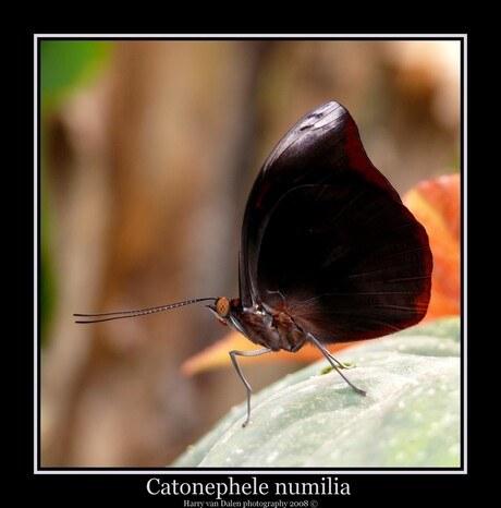 Catonephele numilia