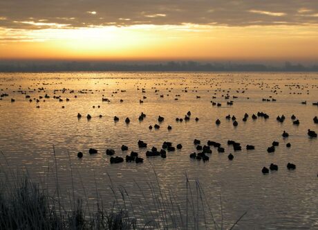 Vogels in de ochtend op de Reeuwijkse plassen.
