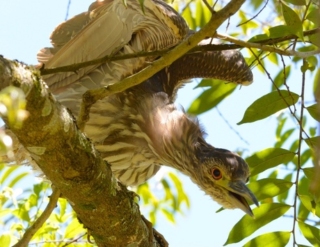 Black-crowned Night Heron (Juvenile) (Socó-dorminhoco).jpg