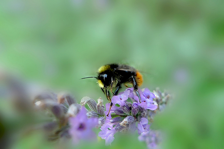 Hommel