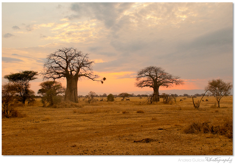 Baobabs in Tarangire Park