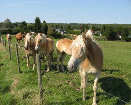 Nieuwsgierige paarden