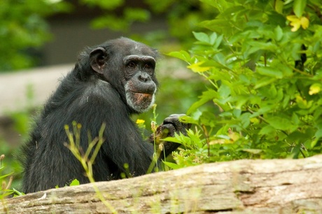 Chimpansee