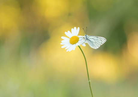 Aporia crataegi, groot geaderd witje (2)