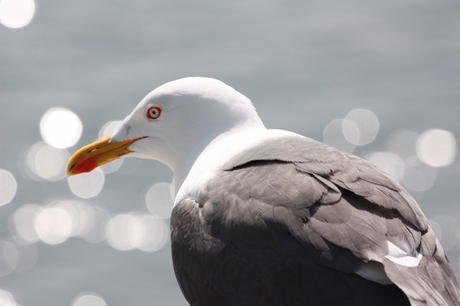 Zeemeeuw op veerboot Texel