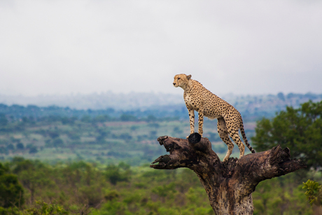 De klimmende Cheetah