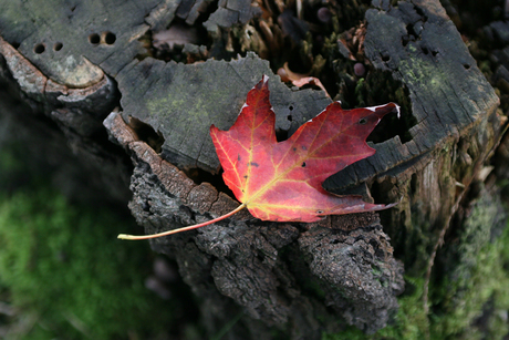 Herfstgevoel ?