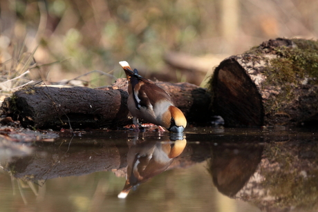 appelvink