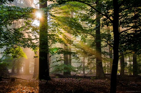 Autumn forrest lights