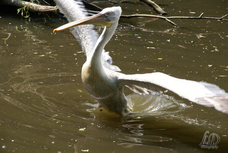 Pelikaan, lucky shot